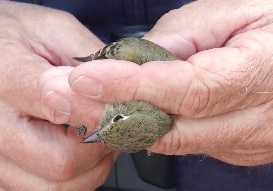 Hammond's Flycatcher - ML634679663