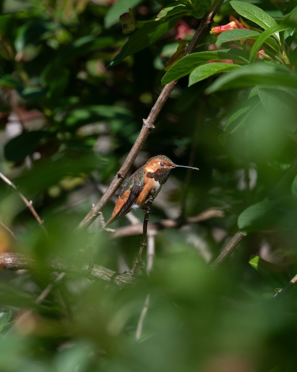 Allen's Hummingbird - ML634679683