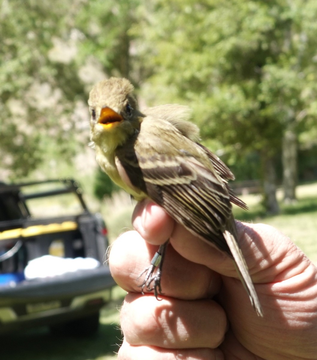 Western Flycatcher - ML634679692