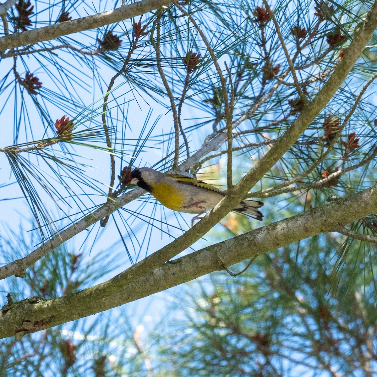 Lawrence's Goldfinch - ML634679717