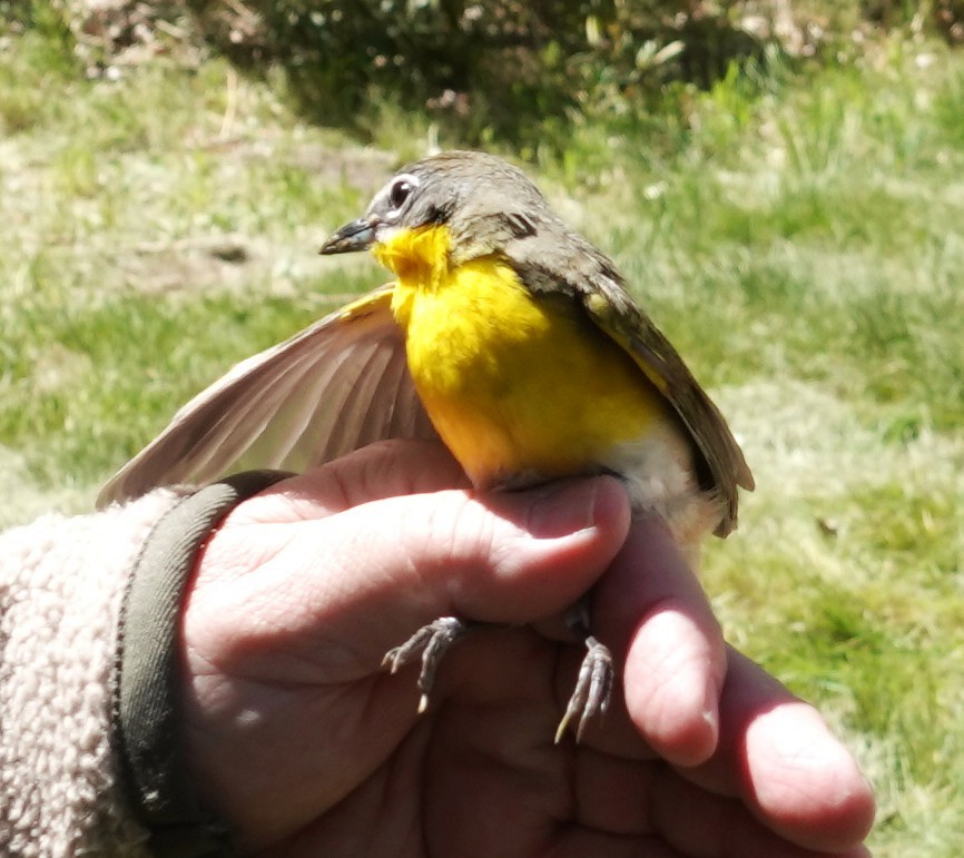 Yellow-breasted Chat - ML634679757