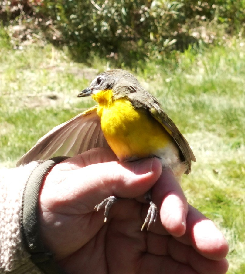 Yellow-breasted Chat - ML634679758