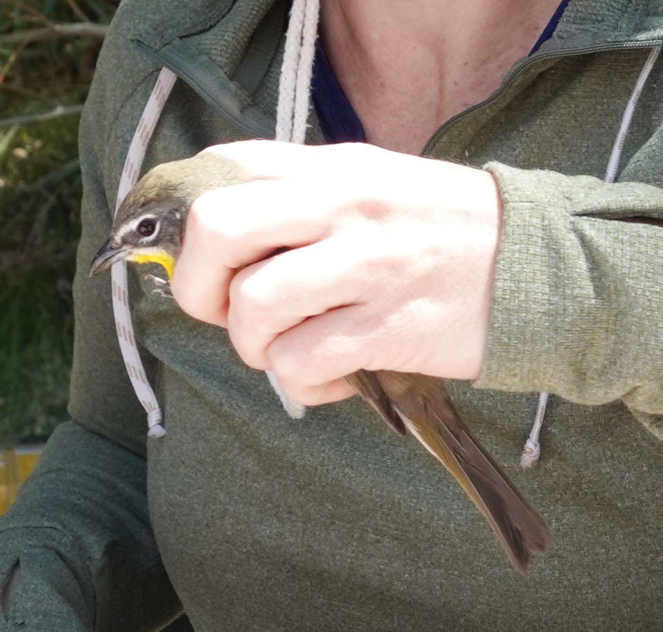 Yellow-breasted Chat - ML634679759