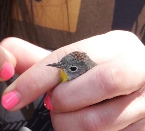 Nashville Warbler - ML634679772