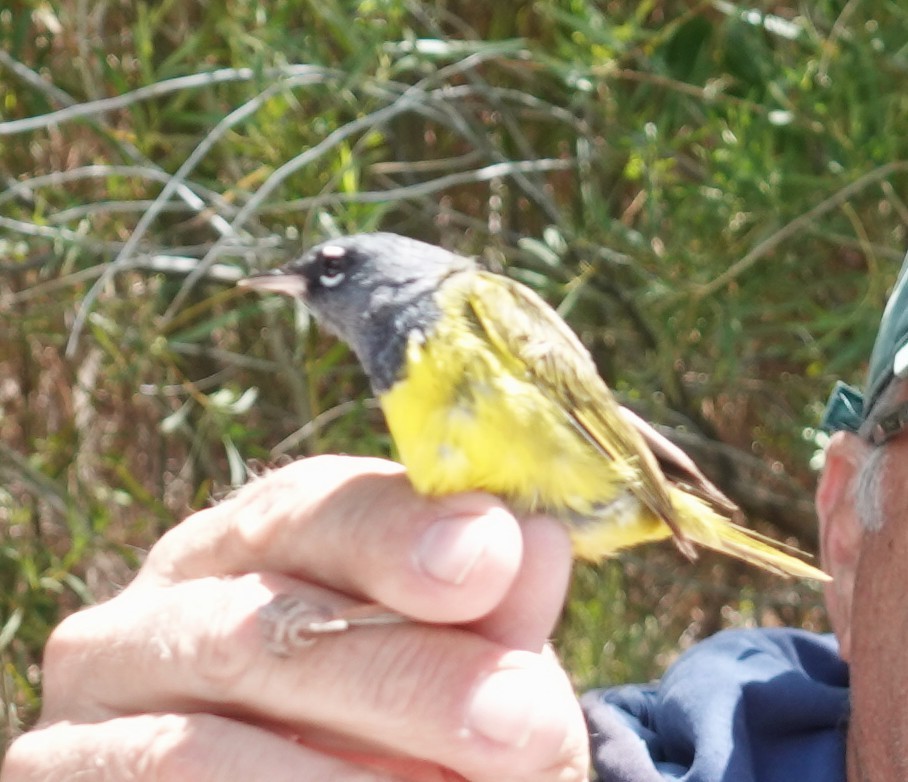 MacGillivray's Warbler - ML634679783