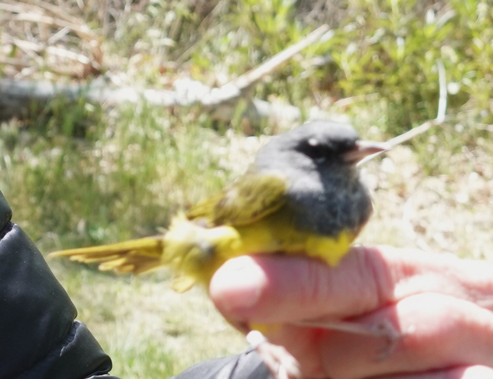 MacGillivray's Warbler - ML634679784