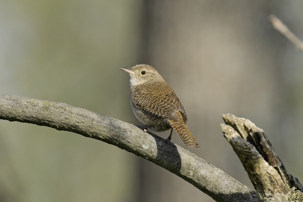 Northern House Wren - ML634679836