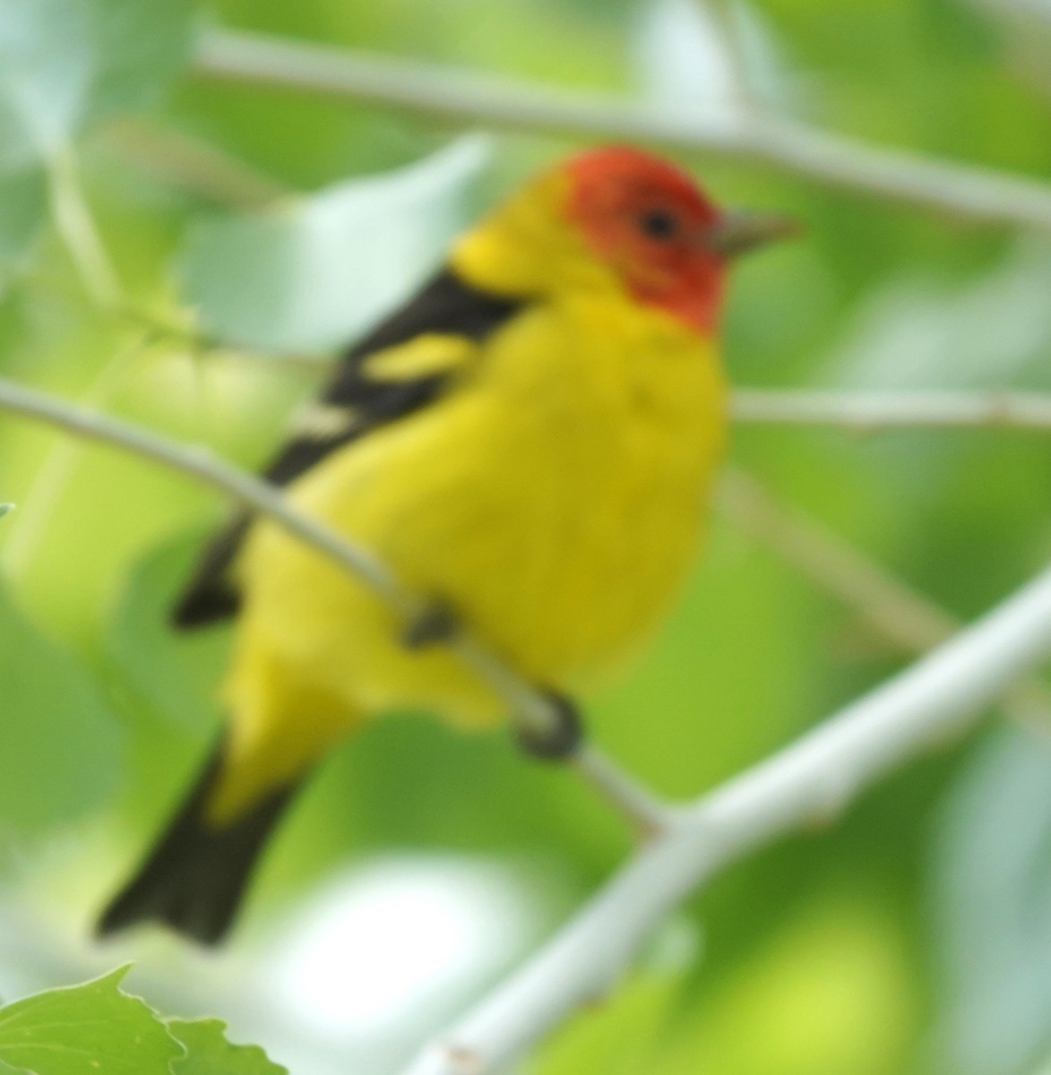 Western Tanager - ML634679861