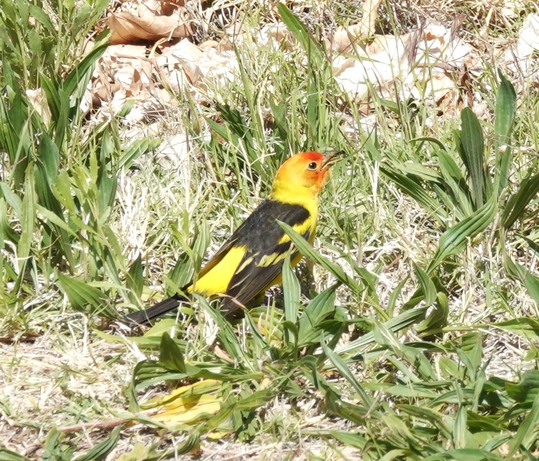 Western Tanager - ML634679862