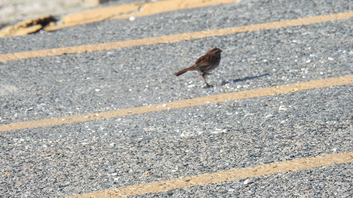 ウタスズメ - ML634679877