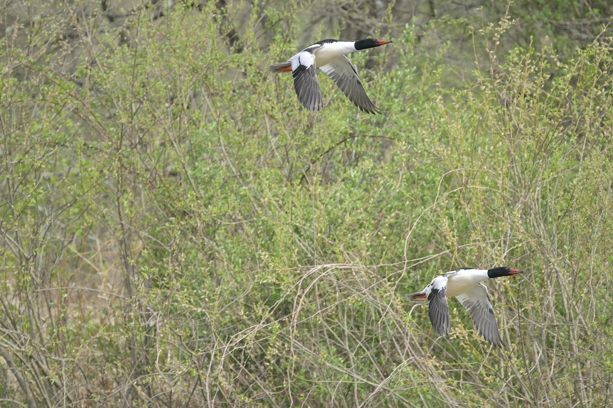 Common Merganser - ML634679891