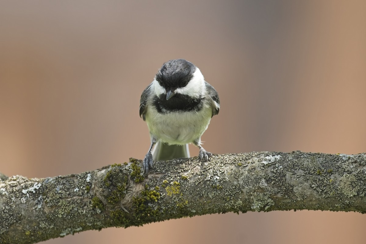 Black-capped Chickadee - ML634679934