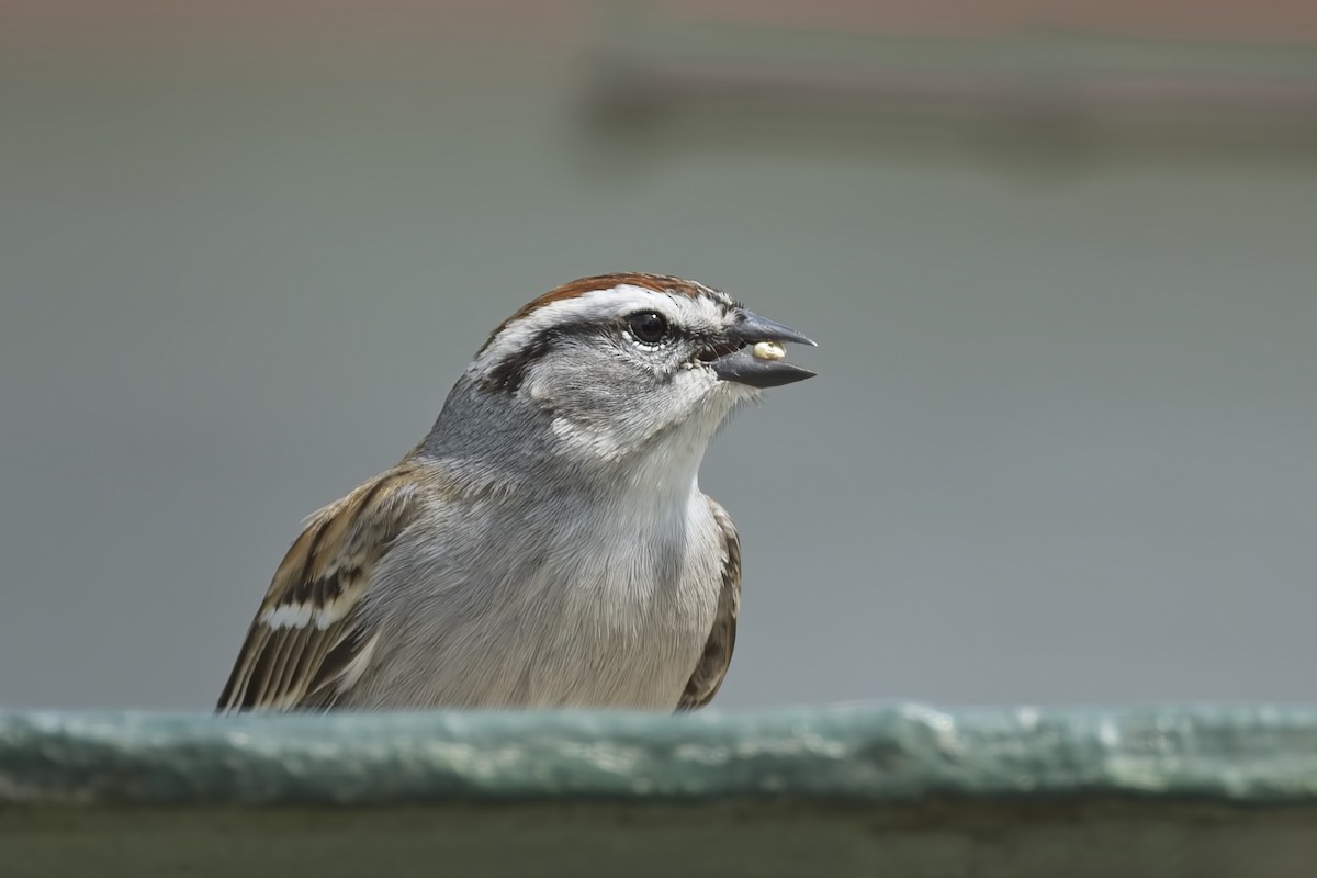 Chipping Sparrow - ML634679957