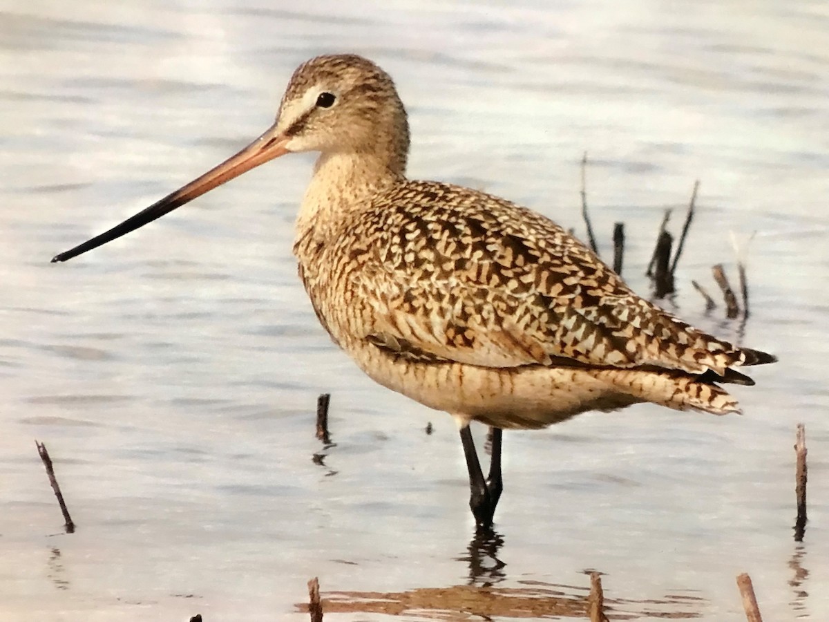 Marbled Godwit - ML634680139