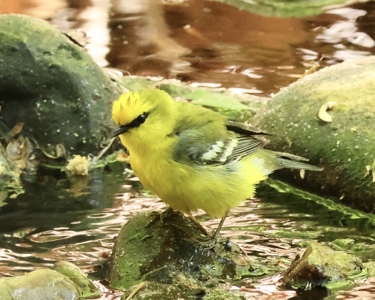 Blue-winged Warbler - ML634680147