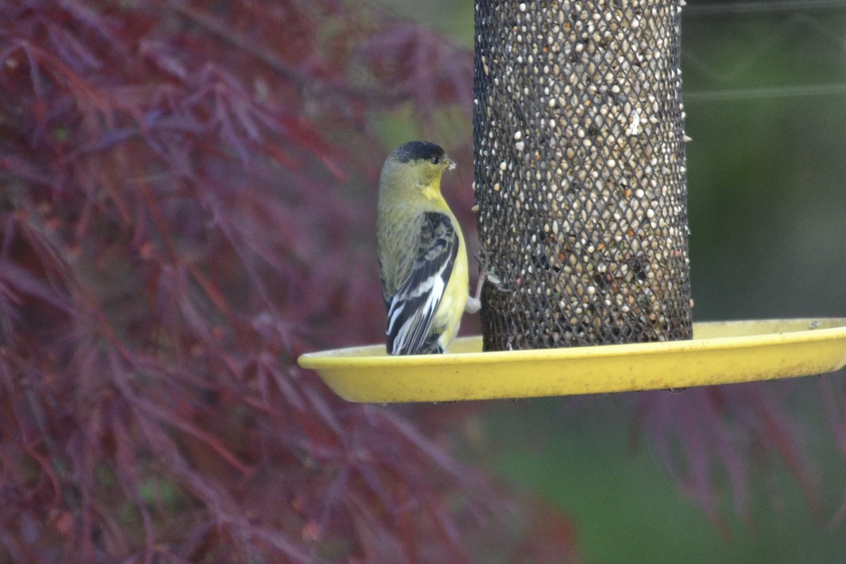 Lesser Goldfinch - ML634680167