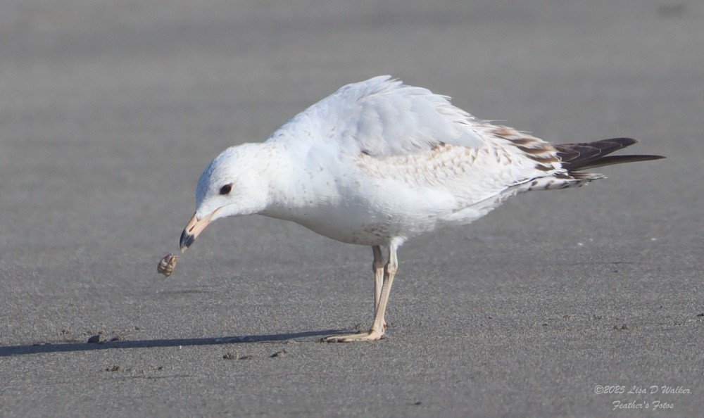 Ring-billed Gull - ML634680226