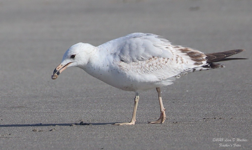 Ring-billed Gull - ML634680227