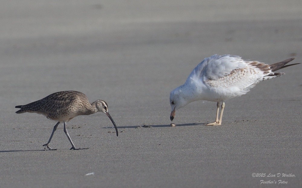 Ring-billed Gull - ML634680228