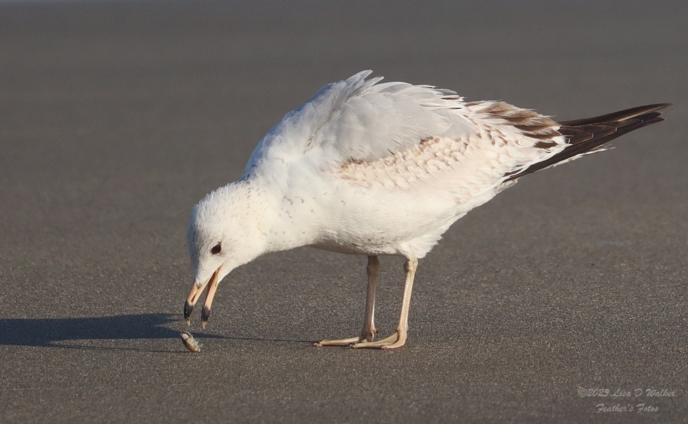 Ring-billed Gull - ML634680229