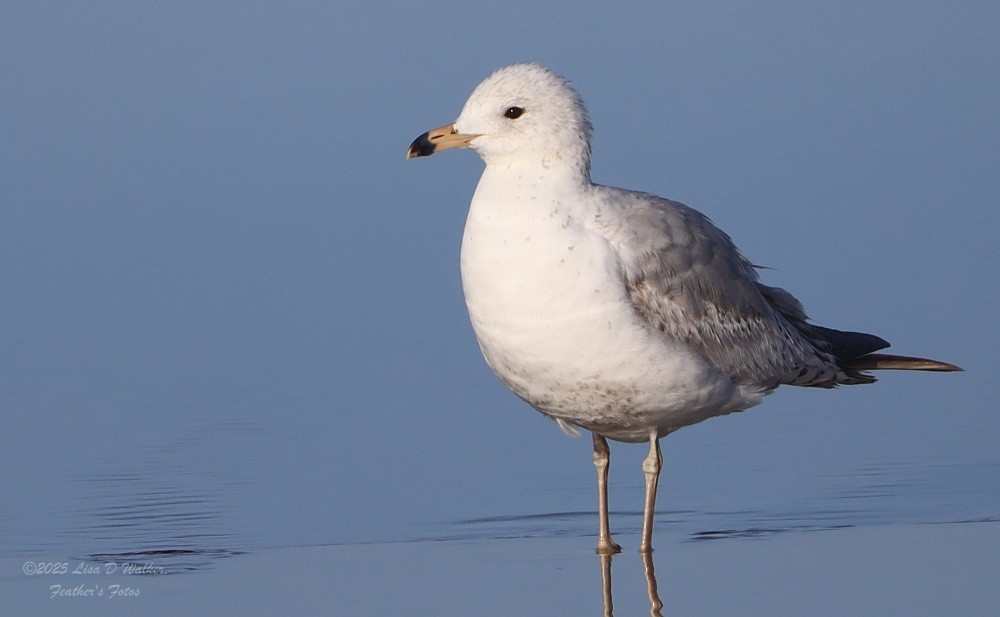 Ring-billed Gull - ML634680230