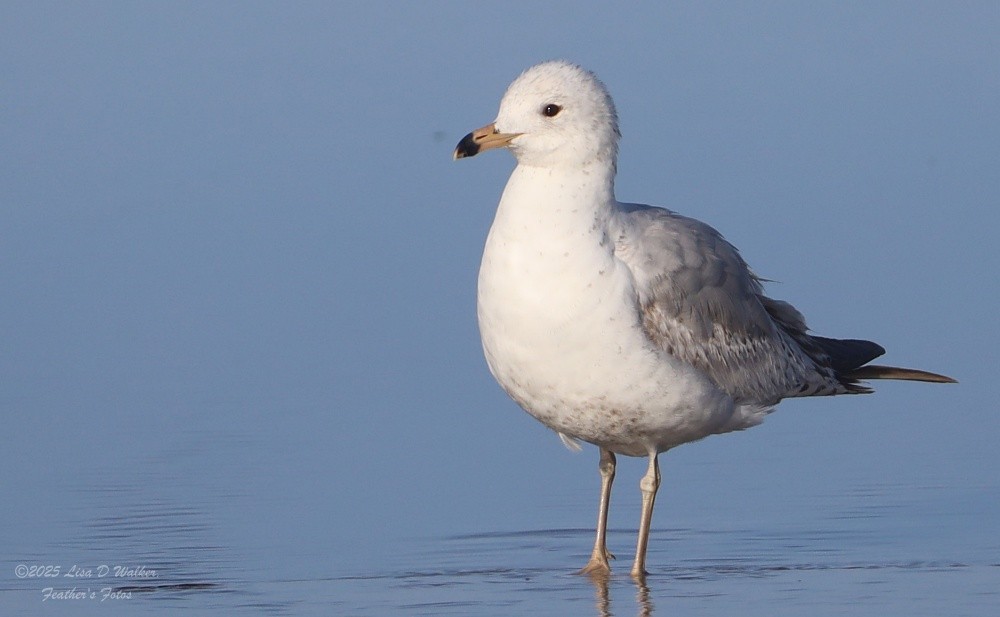 Ring-billed Gull - ML634680231