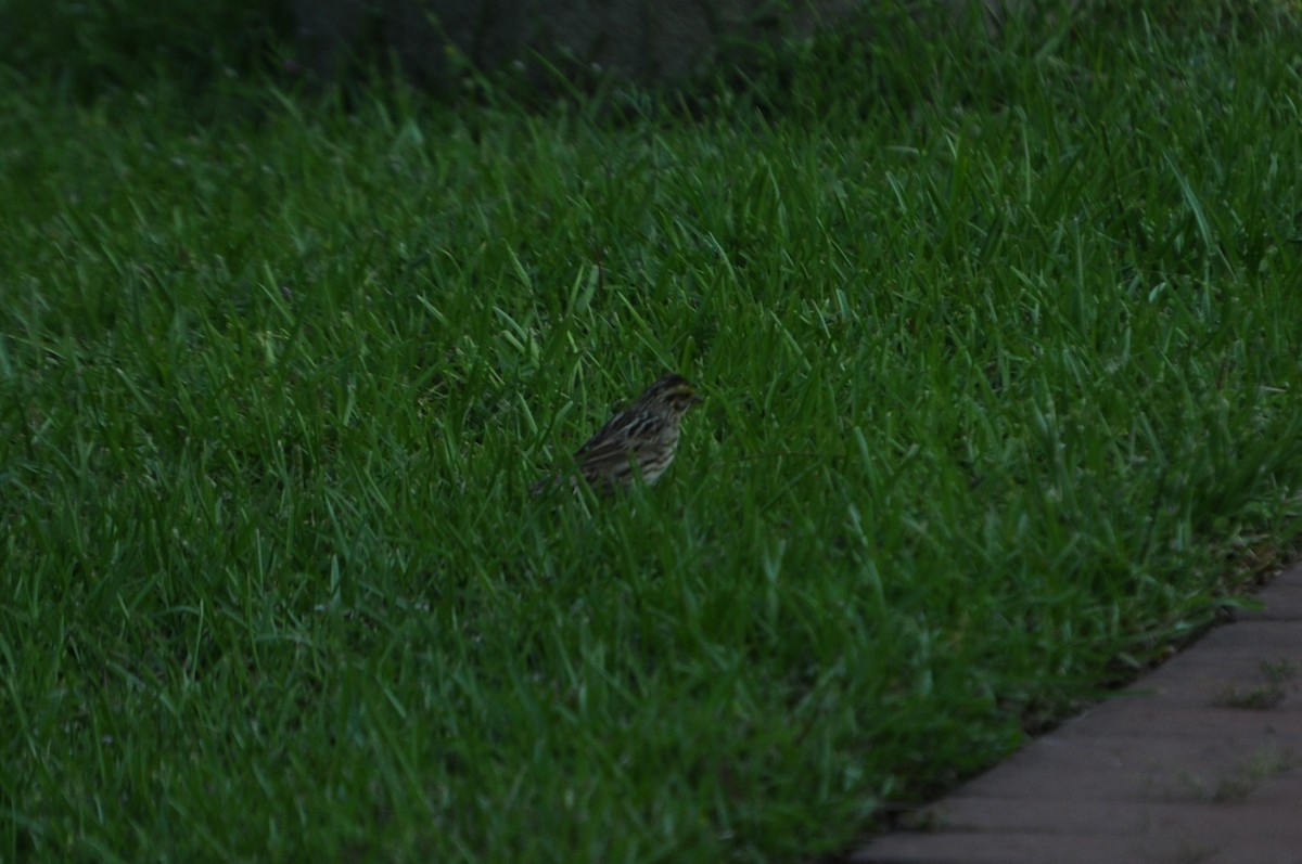 Savannah Sparrow - ML634680294