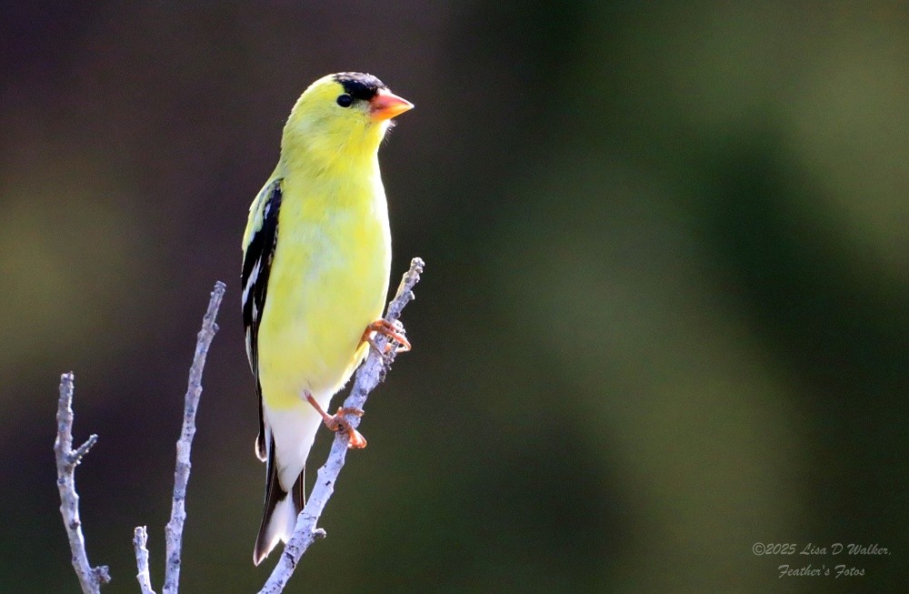 American Goldfinch - ML634680297
