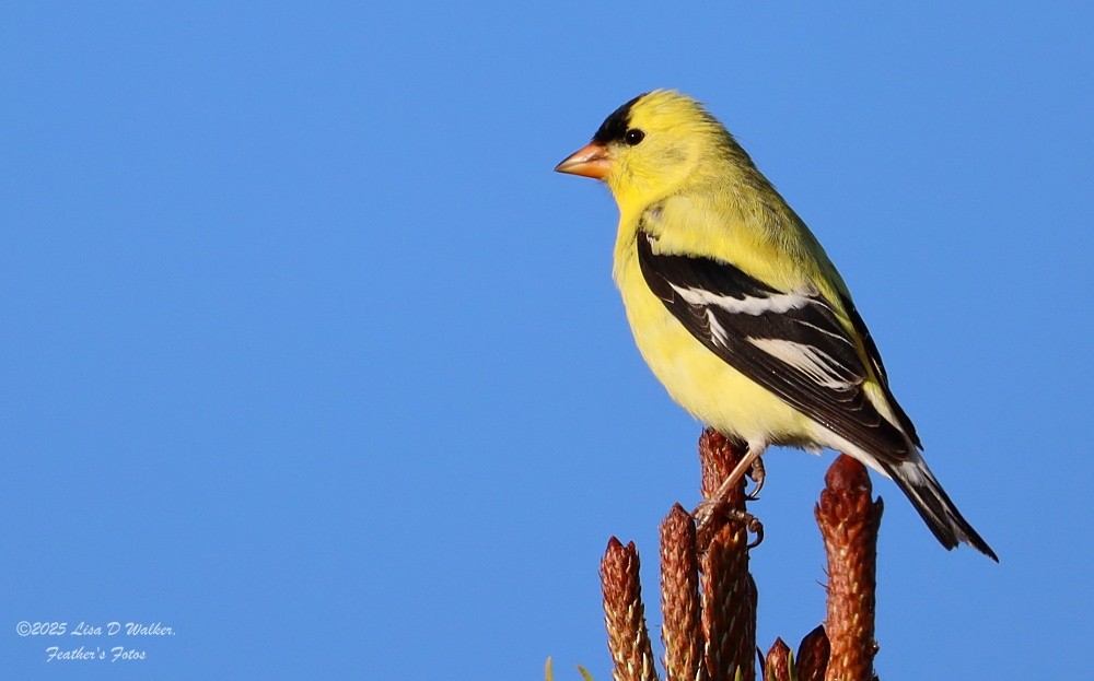 American Goldfinch - ML634680300