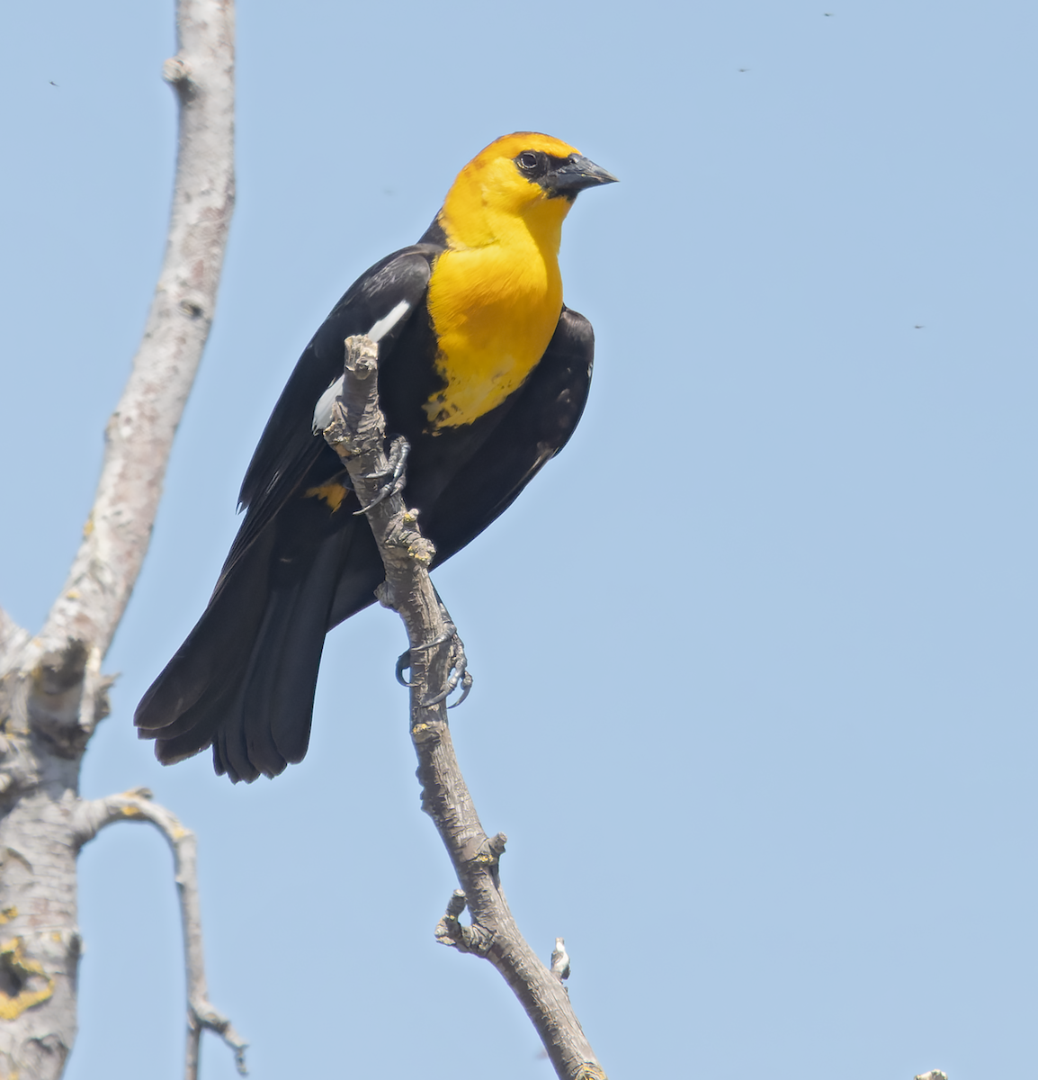 Yellow-headed Blackbird - ML634680311