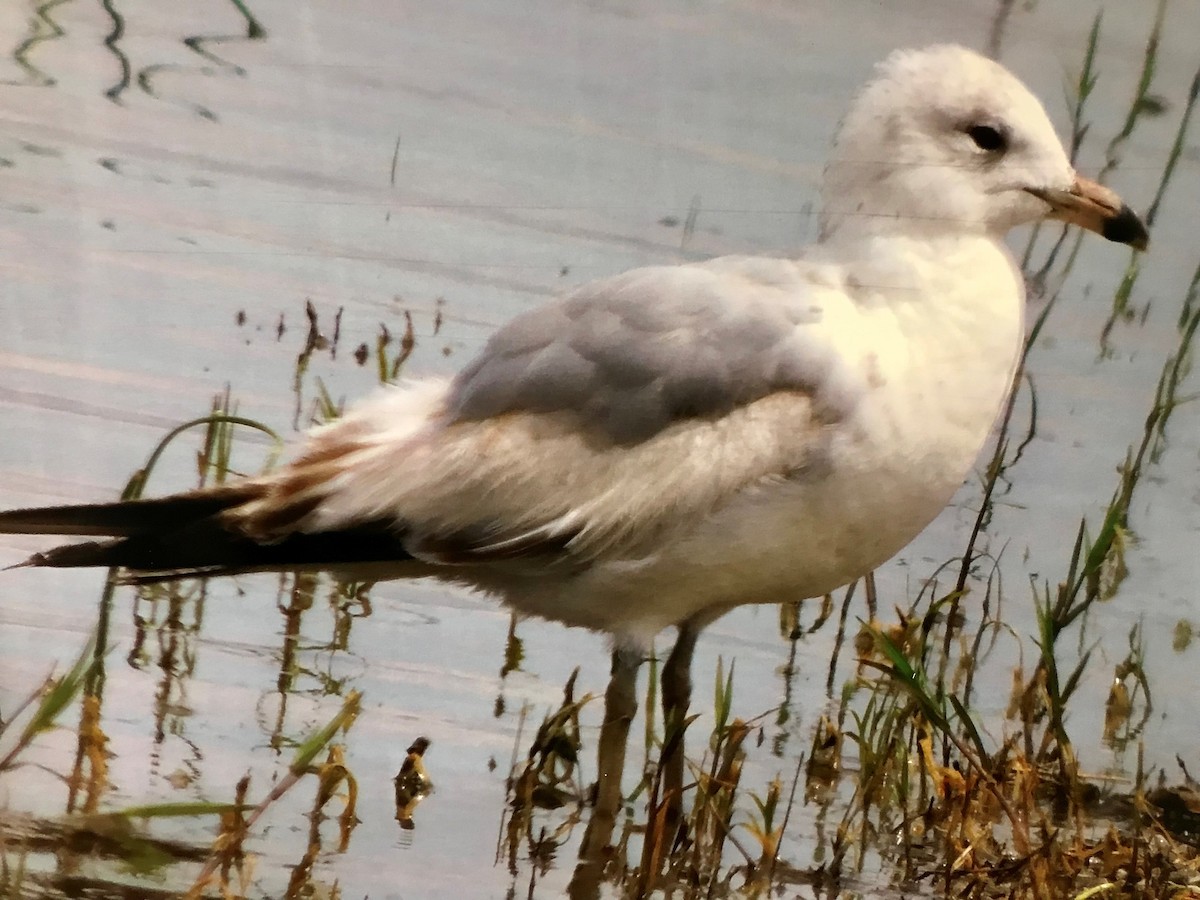 Ring-billed Gull - ML634680367