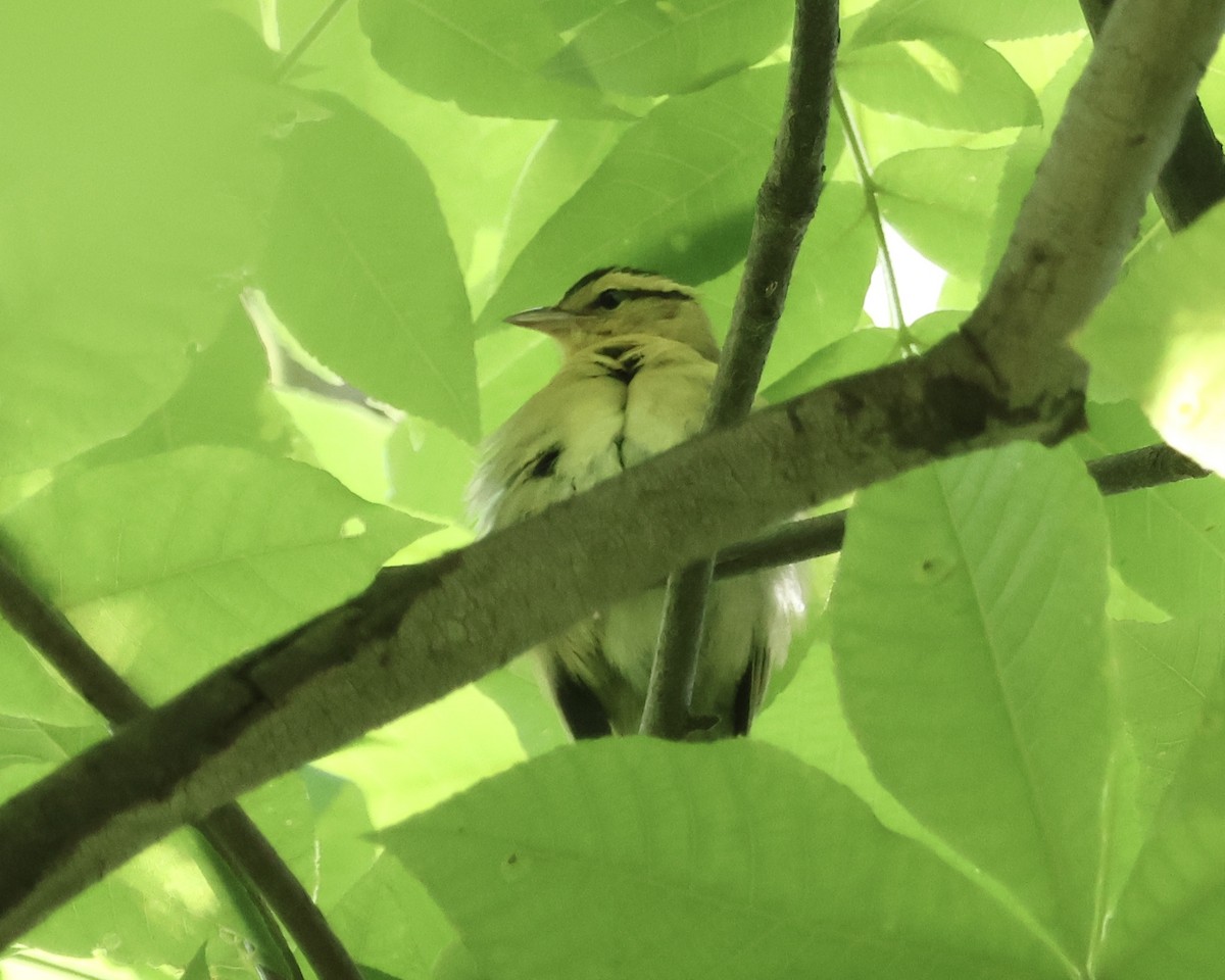Worm-eating Warbler - ML634680437