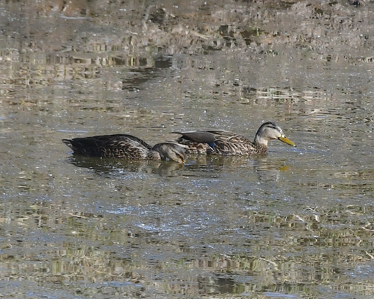Mexican Duck - ML634680456