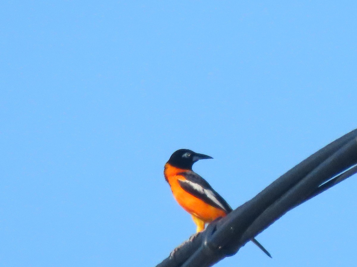 Venezuelan Troupial - ML634680504