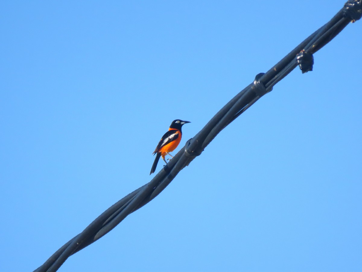 Venezuelan Troupial - ML634680505