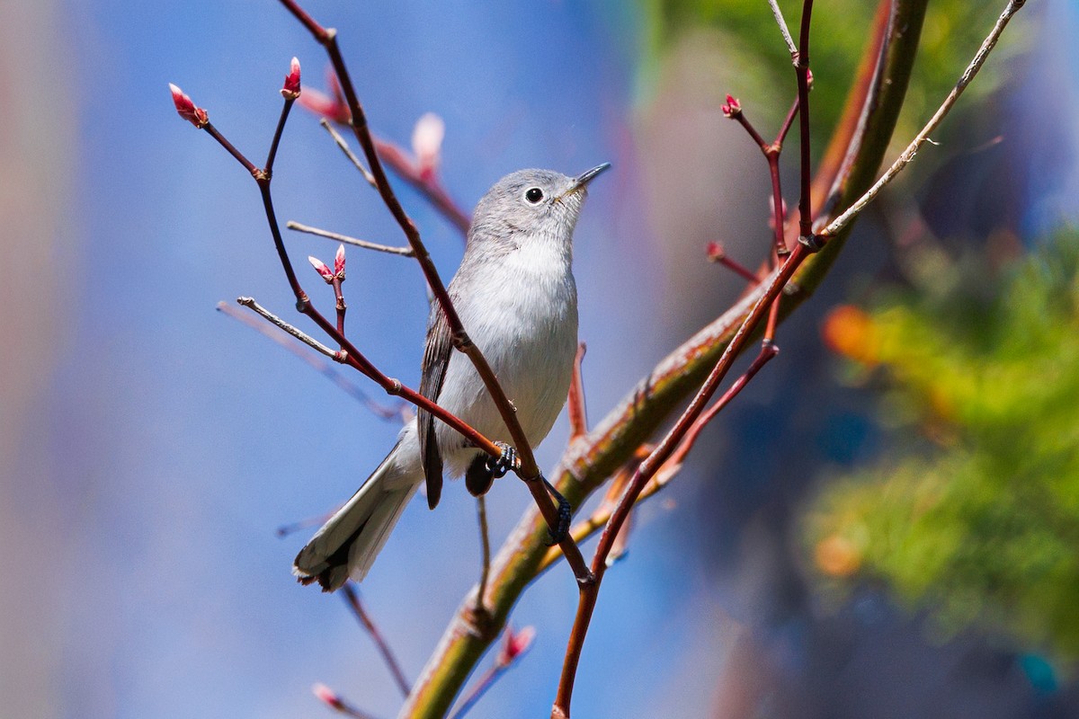 Blue-gray Gnatcatcher - ML634680598