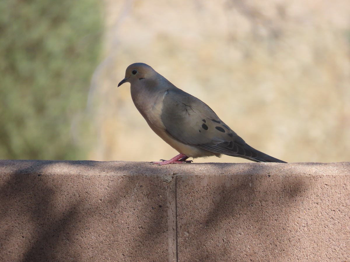 תורית אמריקנית - ML634680709
