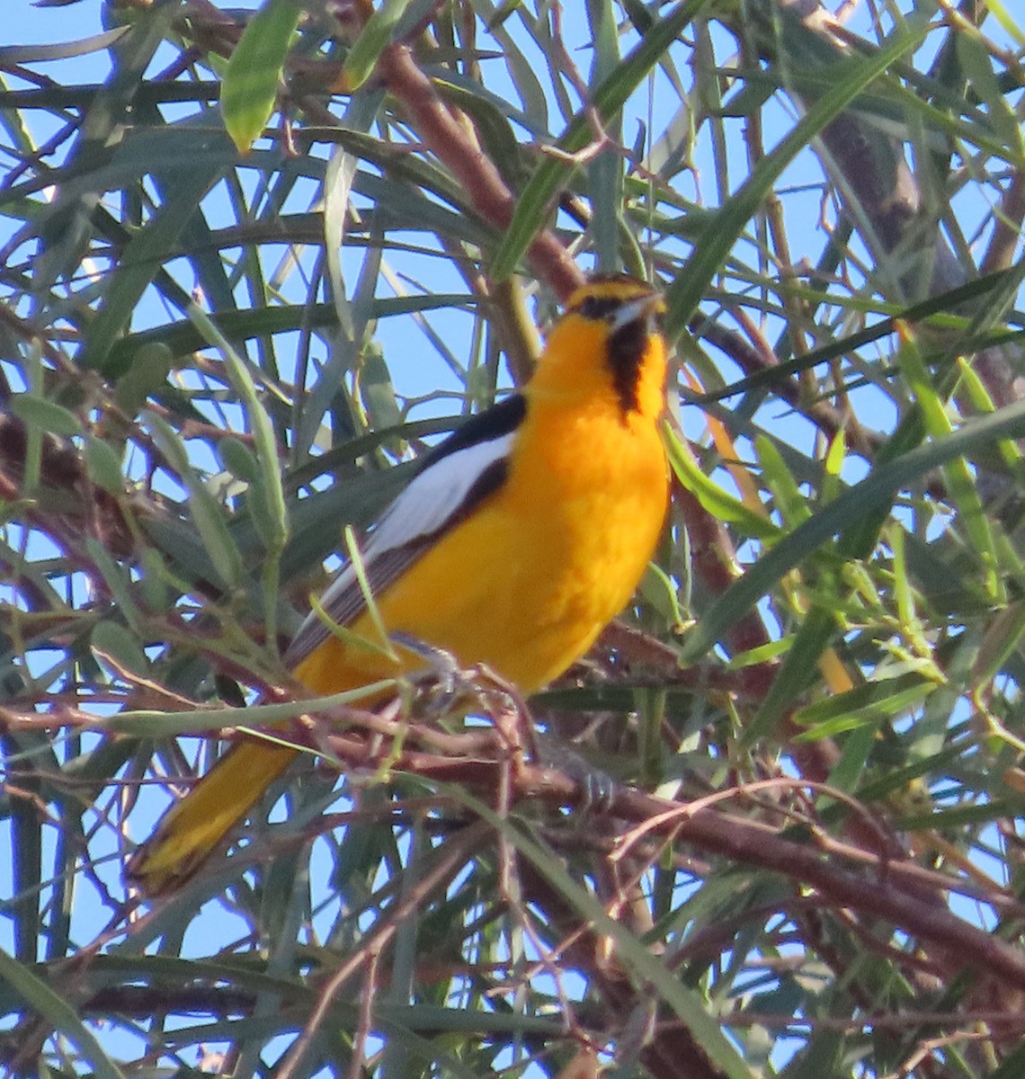 Bullock's Oriole - ML634680723