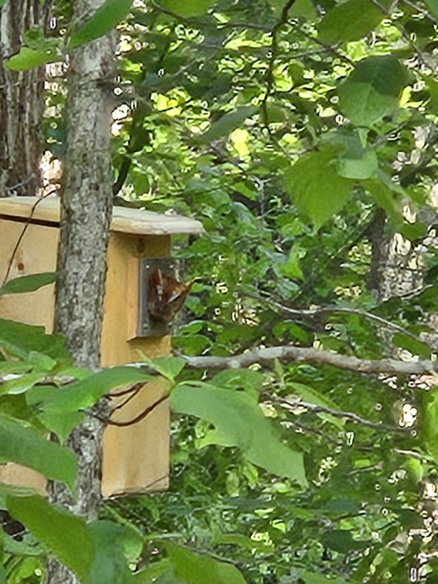 Eastern Screech-Owl - ML634680768