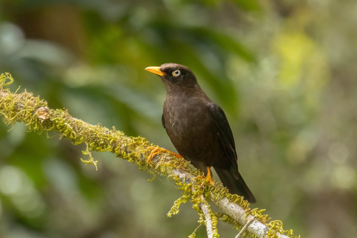 Sooty Thrush - ML634680786