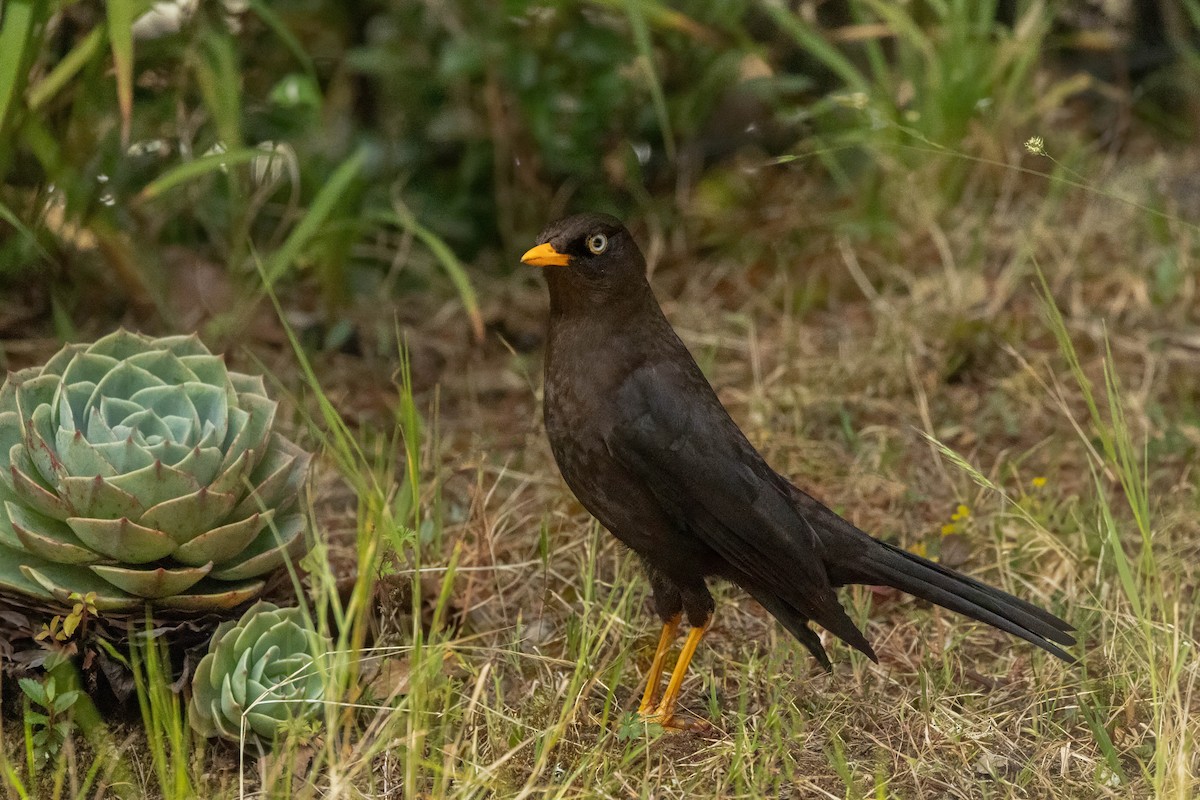 Sooty Thrush - ML634680787