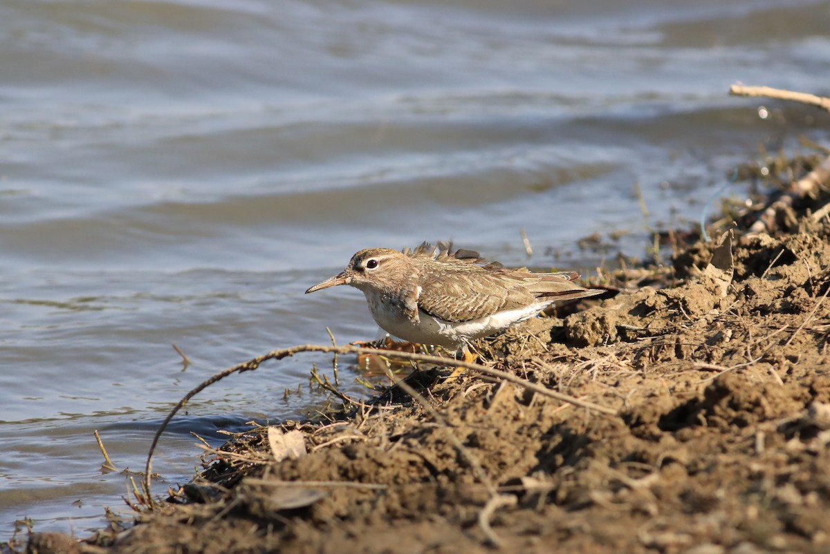 Spotted Sandpiper - ML634680821