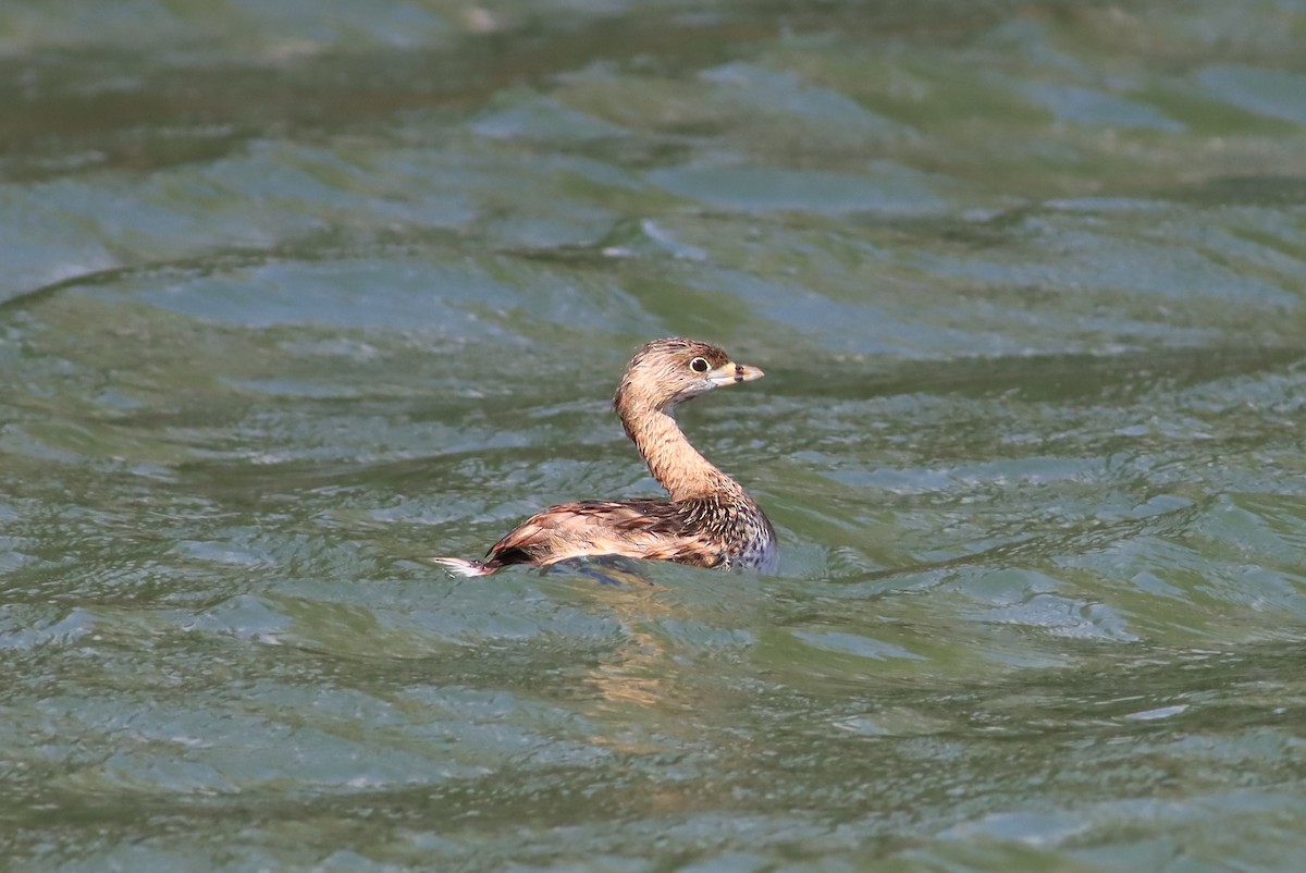 Pied-billed Grebe - ML634680824