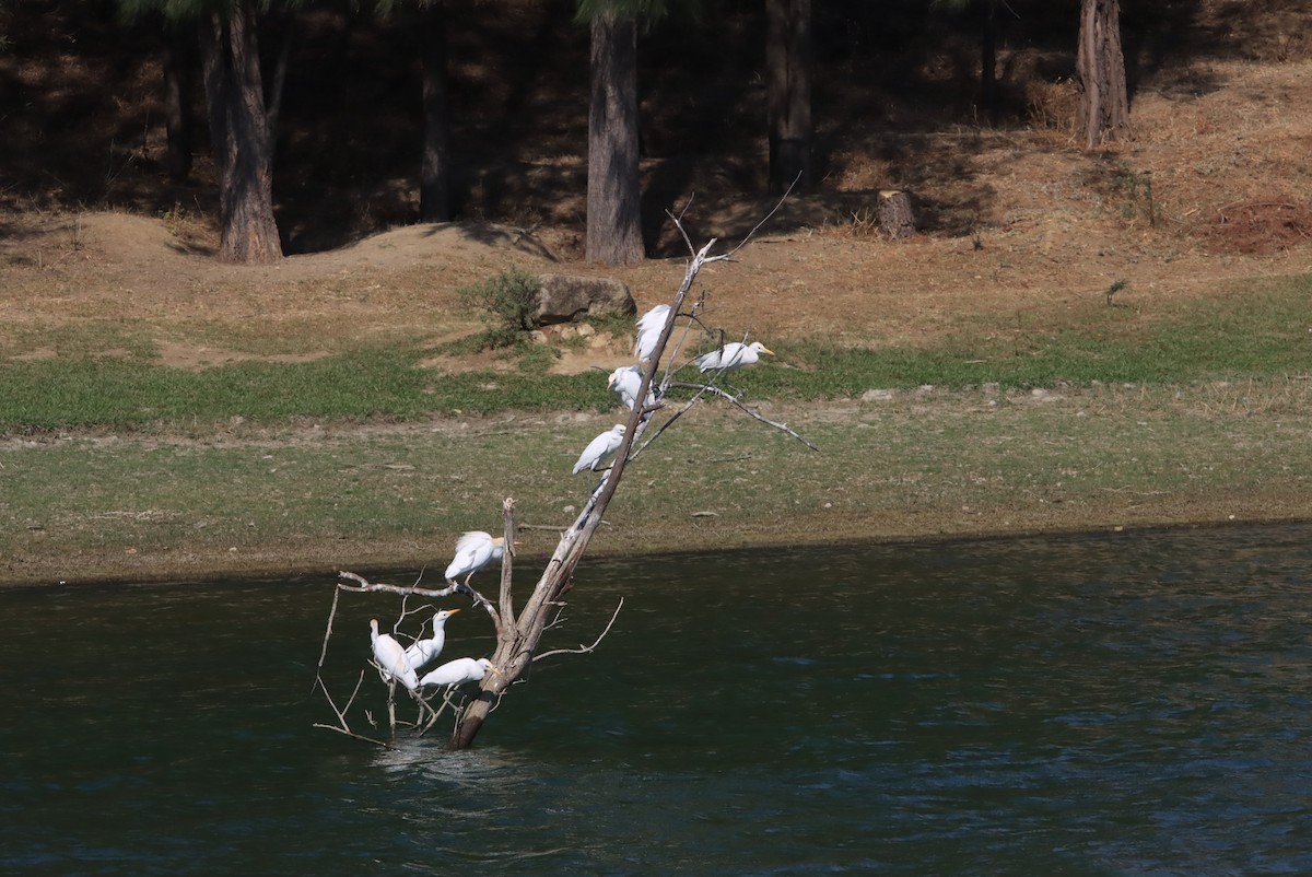 Western Cattle-Egret - ML634680830