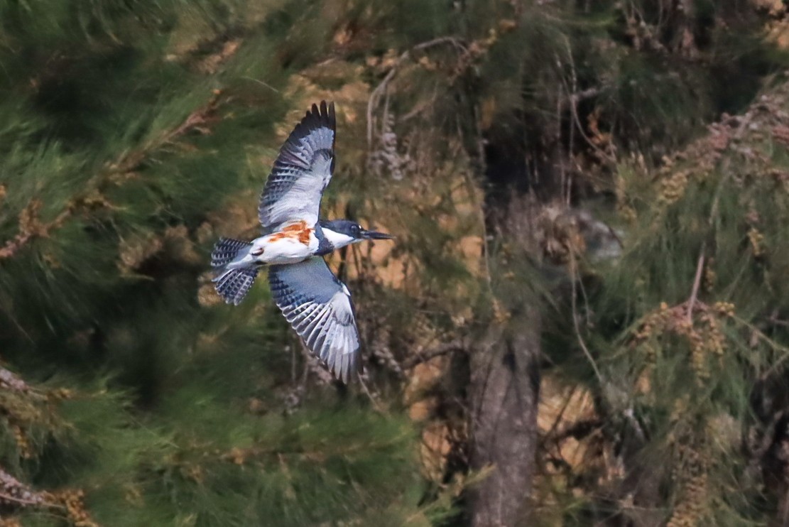 Belted Kingfisher - ML634680838