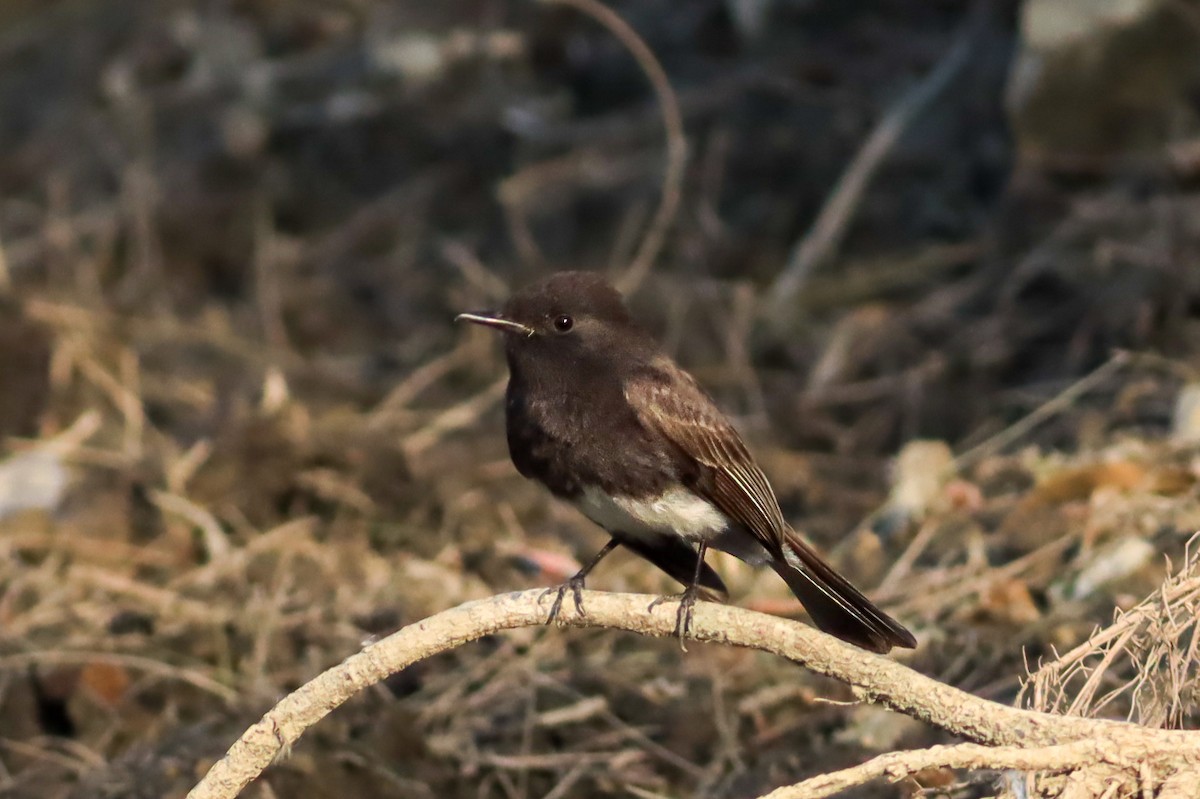 Black Phoebe - ML634680848
