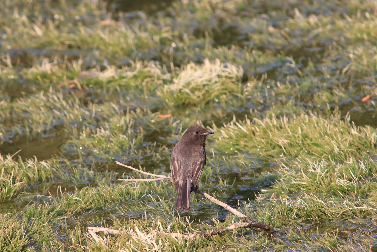 Black Phoebe - ML634680850