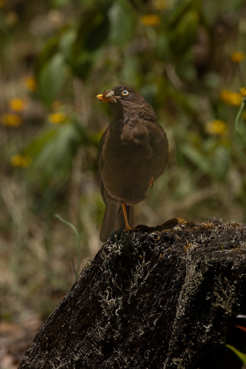 Sooty Thrush - ML634680864