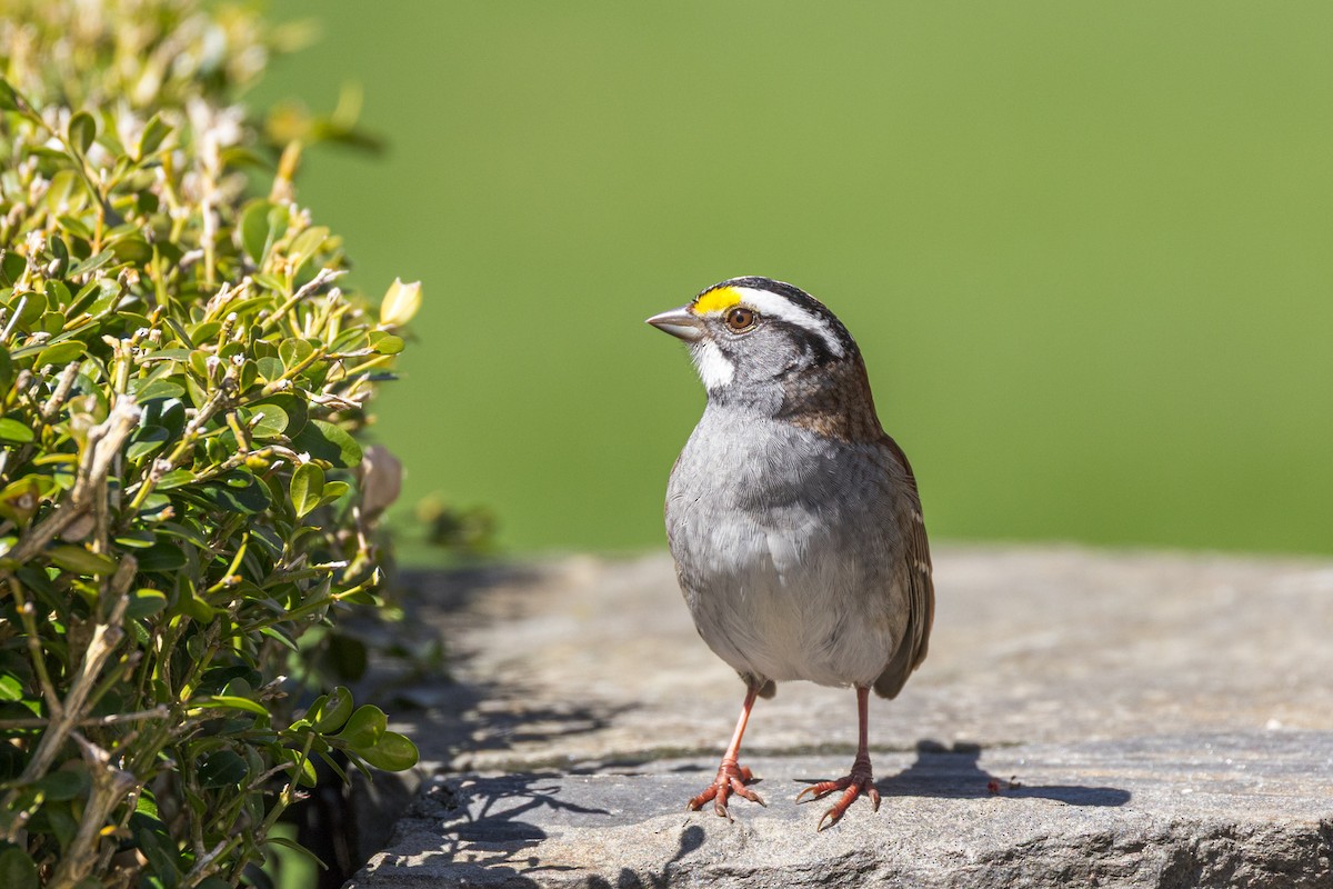 White-throated Sparrow - ML634680961