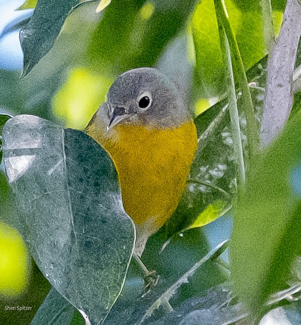 Nashville Warbler - ML634680982